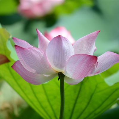 父母头像微信头像花(24张)