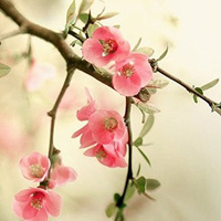 父母头像微信头像花(24张)