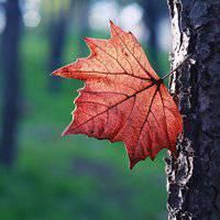 父母头像微信头像花(24张)