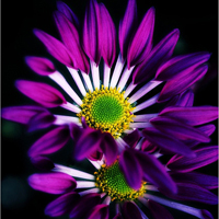 父母头像微信头像花(24张)