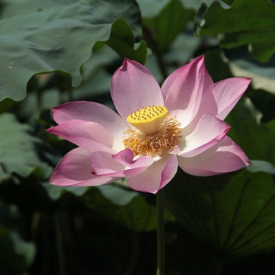 父母头像微信头像花(24张)