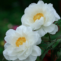 父母头像微信头像花(24张)