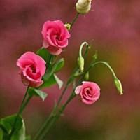 父母头像微信头像花(24张)