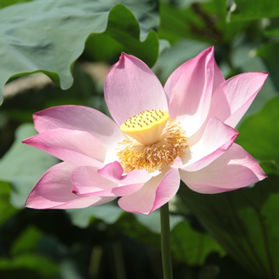 父母头像微信头像花(24张)