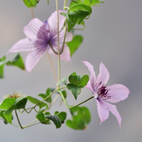 父母头像微信头像花(24张)