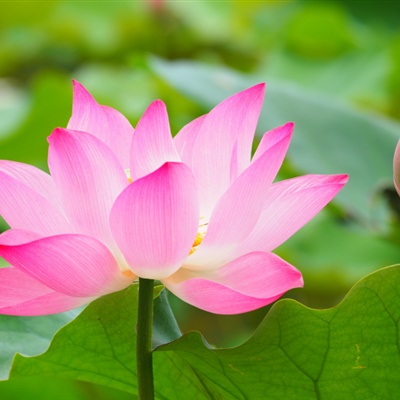 父母头像微信头像花(24张)