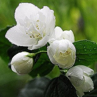 父母头像微信头像花(24张)