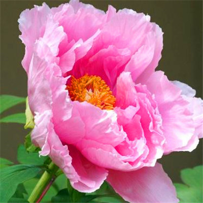 2023年最火虎抖音头像(20张)