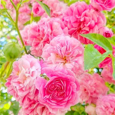 2023年最火虎抖音头像(20张)