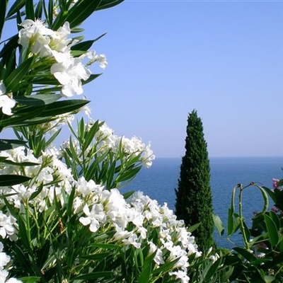 专属2023最火景色头像(18张)