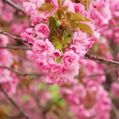 专属2023最火景色头像(18张)