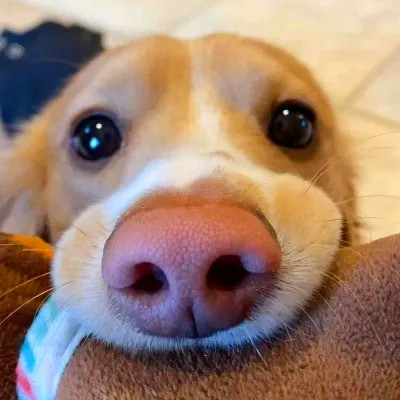 2023最火的动物头像(24张)