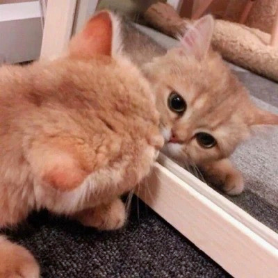 2023最火的动物头像(24张)