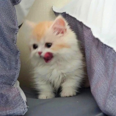 2023最火的动物头像(24张)