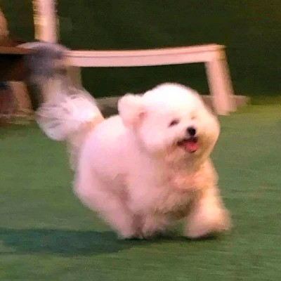 2023最火的动物头像(24张)