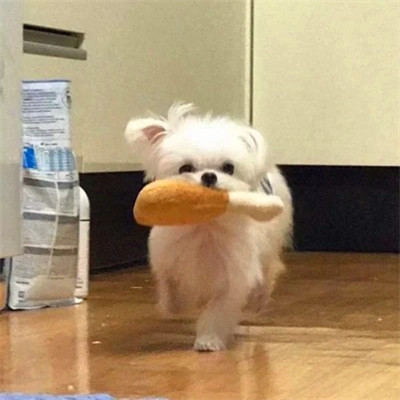 2023最火的动物头像(24张)