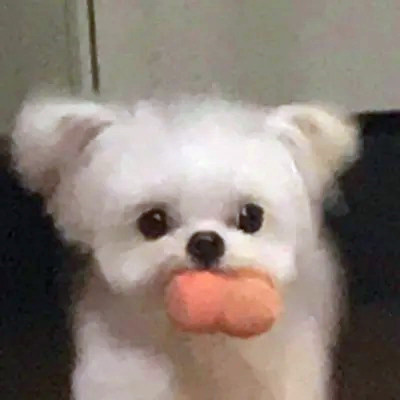 2023最火的动物头像(24张)