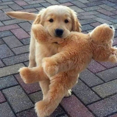 2023最火的动物头像(24张)