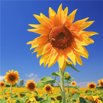 2023最吉祥微信头像(20张)