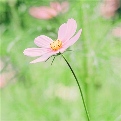 2023最吉祥微信头像(20张)