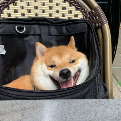 2023最火的小狗头像(22张)