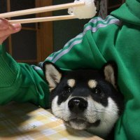 2023最火的小狗头像(22张)