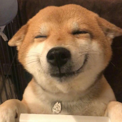 2023最火的小狗头像(22张)