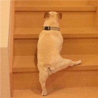 2023最火的小狗头像(22张)