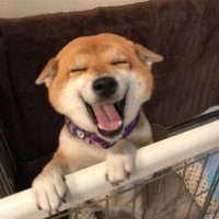 2023最火的小狗头像(22张)