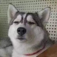 2023最火的小狗头像(22张)