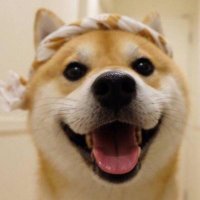 2023最火的小狗头像(22张)