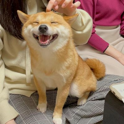 2023最火的小狗头像(22张)