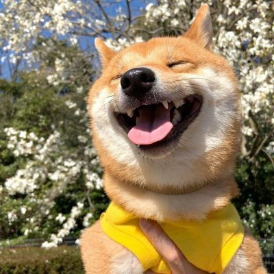 2023最火的小狗头像(22张)
