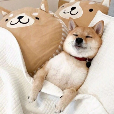 2023最火的小狗头像(22张)