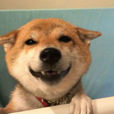 2023最火的小狗头像(22张)