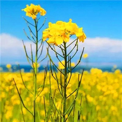 2023年最牛微信头像(精选22张)