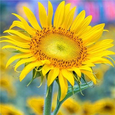 2023年最牛微信头像(精选22张)