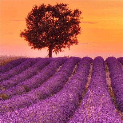 2023年的最火头像(精选24张)