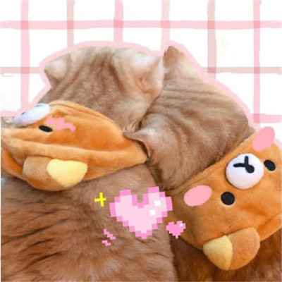 微信头像2023独一无二猫(34张)