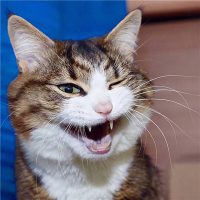 微信头像2023独一无二猫(34张)