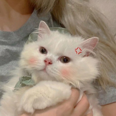 微信头像2023独一无二猫(34张)