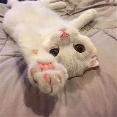 微信头像2023独一无二猫(34张)