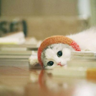 微信头像2023独一无二猫(34张)