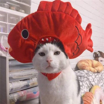 微信头像2023独一无二猫(34张)