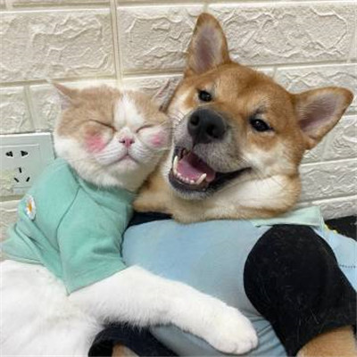 微信头像2023独一无二猫(34张)