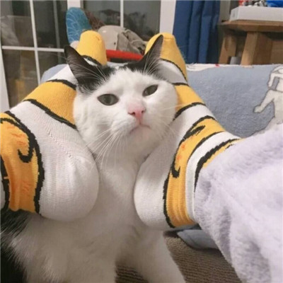 微信头像2023独一无二猫(34张)