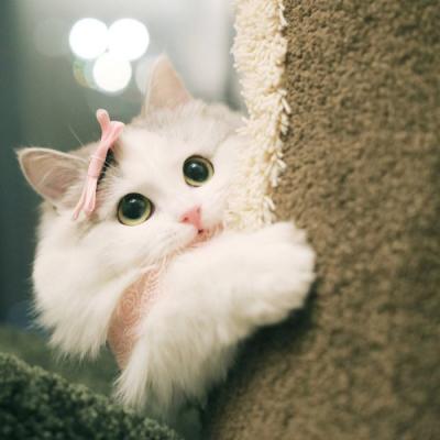 微信头像2023独一无二猫(34张)