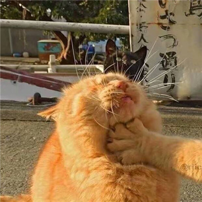 微信头像2023独一无二猫(34张)