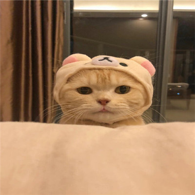 微信头像2023独一无二猫(34张)