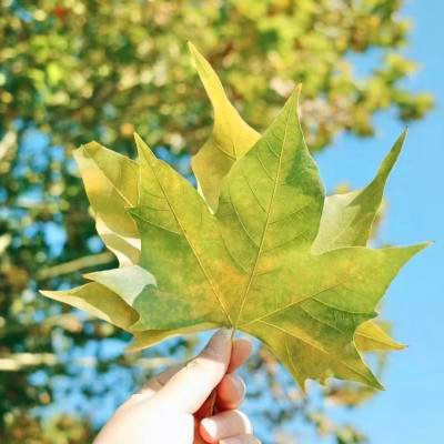 百看不厌的景色微信头像(精选18张)